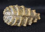 Scaphotrigonia navis (LAMARCK 1819) - Bild &copy; FossNet FossilienStore